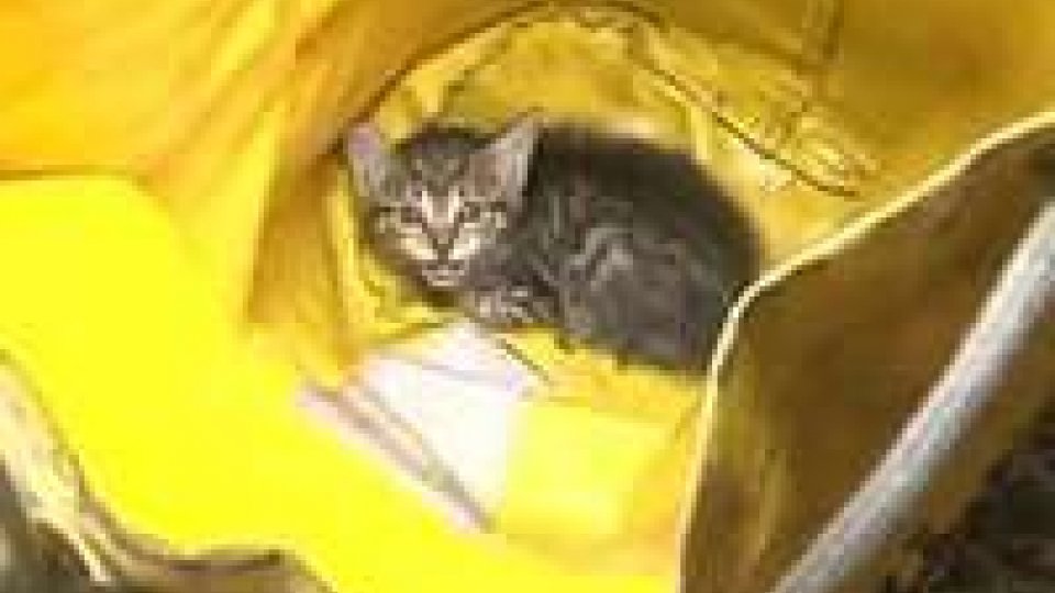 Vigili del Fuoco salvano gattino caduto in un pozzoVigili del Fuoco salvano gattino caduto in un pozzo