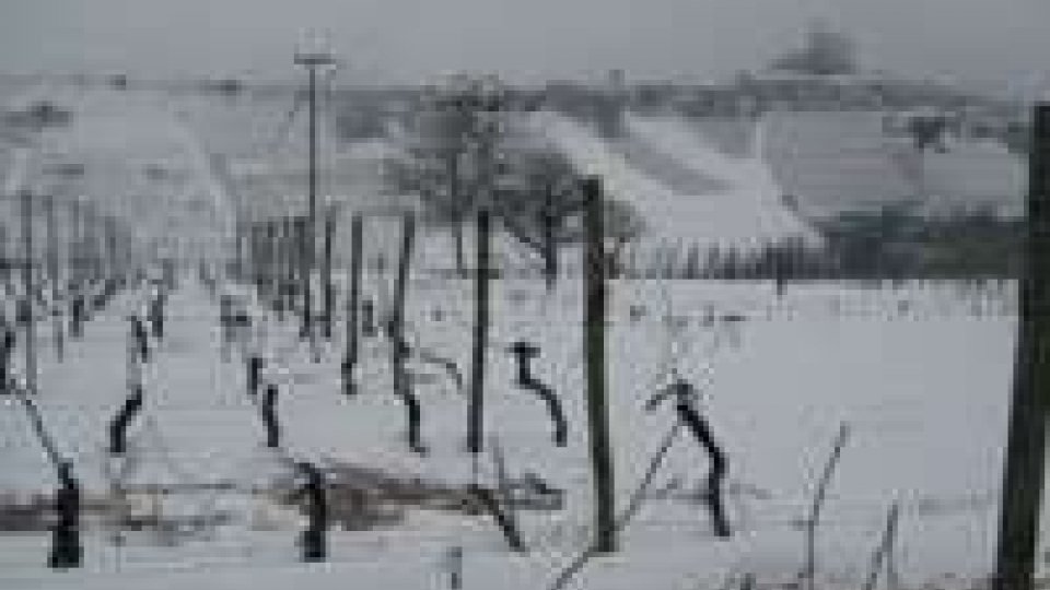 Rimini: Stimati in 20 milioni i danni causati dalla neve all'agricoltura