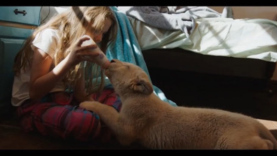 MIA E IL LEONE BIANCOIl colore dell'amore: San Marino Cinema presenta storie di uomini e animali in Sudafrica
