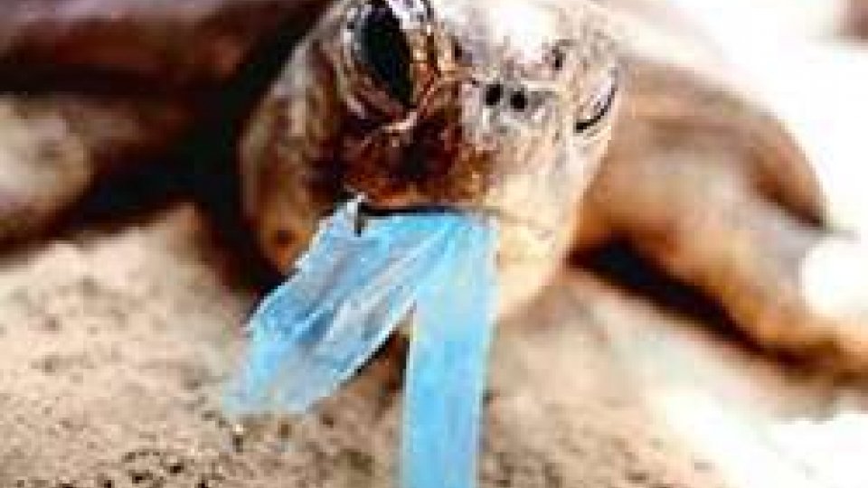 Giornata mondiale ambiente: il 76% degli italiani ha ridotto l'uso di plastica