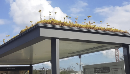 L'Olanda aiuta le api