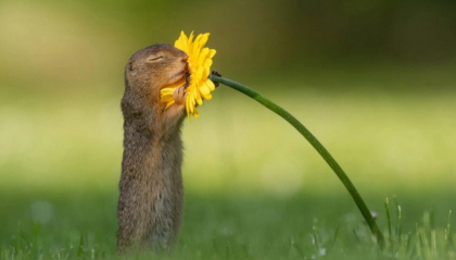 Lo scoiattolo che annusa i fiori ad occhi chiusi