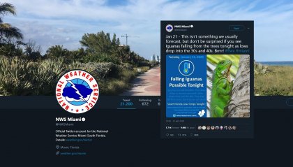 Previsioni meteo: Allerta caduta iguane in Florida!
