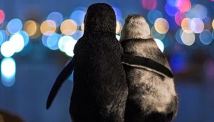 L'abbraccio tra i due pinguini diventa simbolo dell'amore e del supporto in quarantena