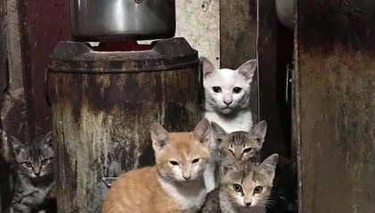 Foto con cinque  gatti...ma ce ne sono sei