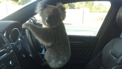 Il Koala pilota