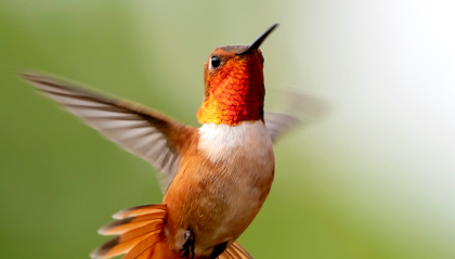 La leggenda africana del colibrì