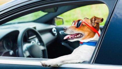 Si vanta sui social che il suo cane sa guidare l'auto