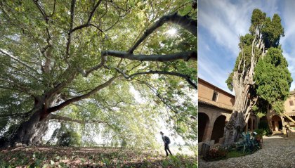 Alberi monumentali: un bando per la tutela dei giganti verdi dell’Emilia-Romagna