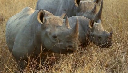 Il rinoceronte perduto del WWF