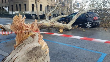Rimini, albero cade su auto con 5 persone a bordo: nessun ferito [fotogallery]
