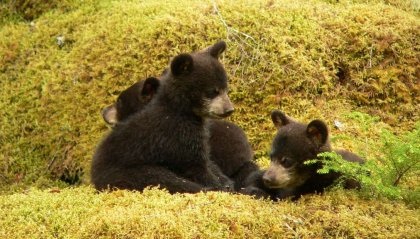 Gli orsi e l'uomo: cosa fare se ne incontriamo uno
