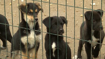 Emilia-Romagna: un anno di veterinario gratis per anziani e disabili che adottano un animale domestico