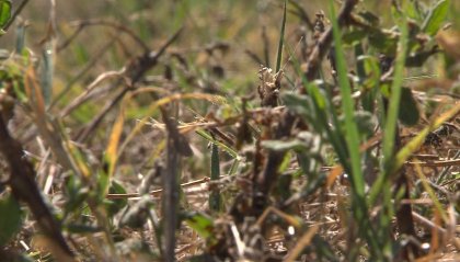 Falciano, invasione di piccole cimici. L'entomologo: "Fenomeno destinato a regredire a breve"