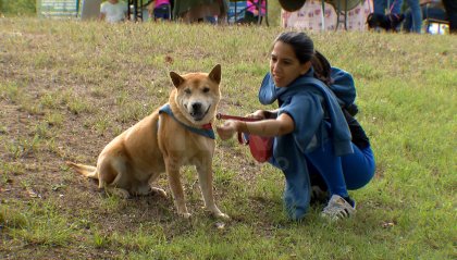 Il primo Dog Day sammarinese al Parco Laiala: a tutto canicross