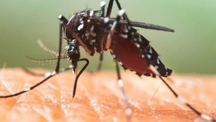 Oltre 100 casi di Dengue a Fano, Sindaco: "Curva dei contagi in calo"