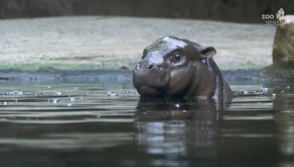 Arriva un baby ippopotamo allo zoo di Berlino