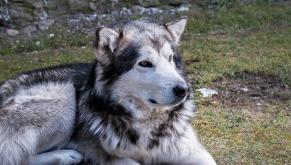 Cane massacrato, seviziato e gettato in un cassonetto. L'APAS: "Rivedere la norma sul maltrattamento degli animali"