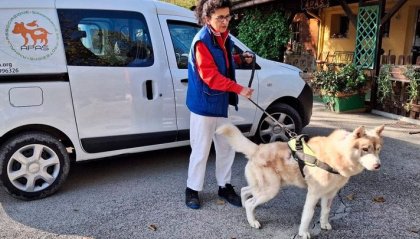 Cane seviziato: Apas "Togo sta meglio ed è fuori pericolo"