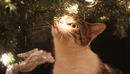 Come tenere il gatto lontano dall'albero di Natale?