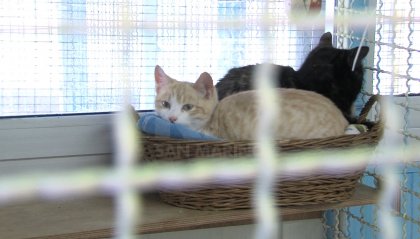 Il Rifugio APAS ha un nuovo gattile