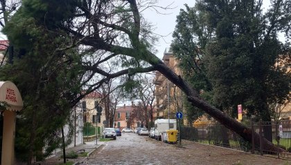 Maltempo nelle Marche: alberi abbattuti a Pesaro, sottopassi allagati a Senigallia