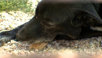 A Milano le ceneri degli animali domestici potranno essere sepolte con i padroni