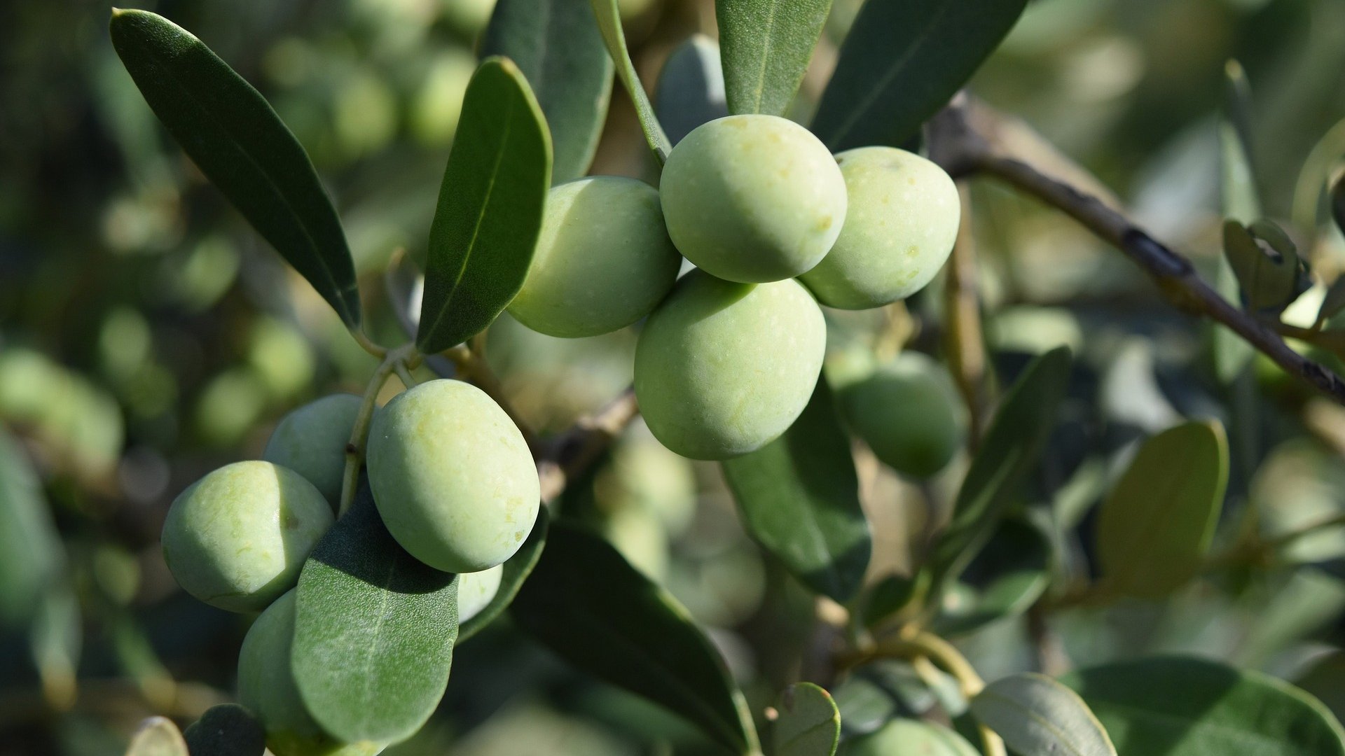 Booking of olive tree pruning course – europe-cities.com