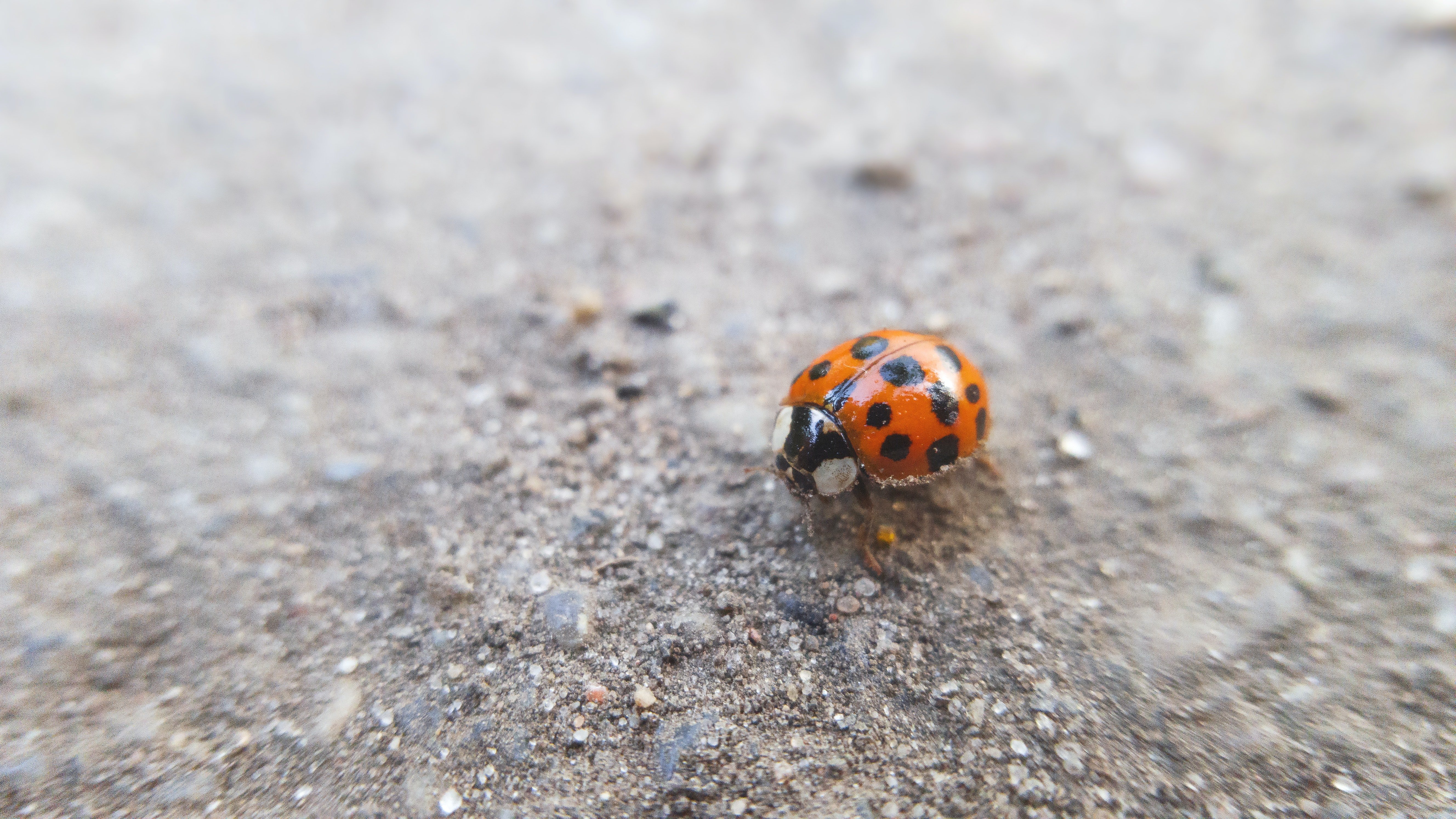 Durante una colonscopia trovano una coccinella viva nell intestino